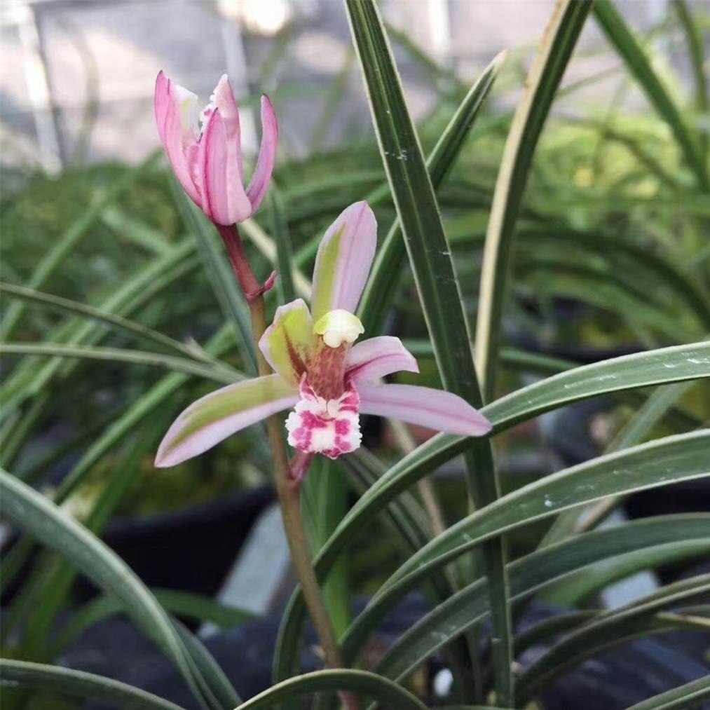 蕙兰边草红复伦花稿花兰花苗带花苞室内阳台庭院绿植盆栽花卉