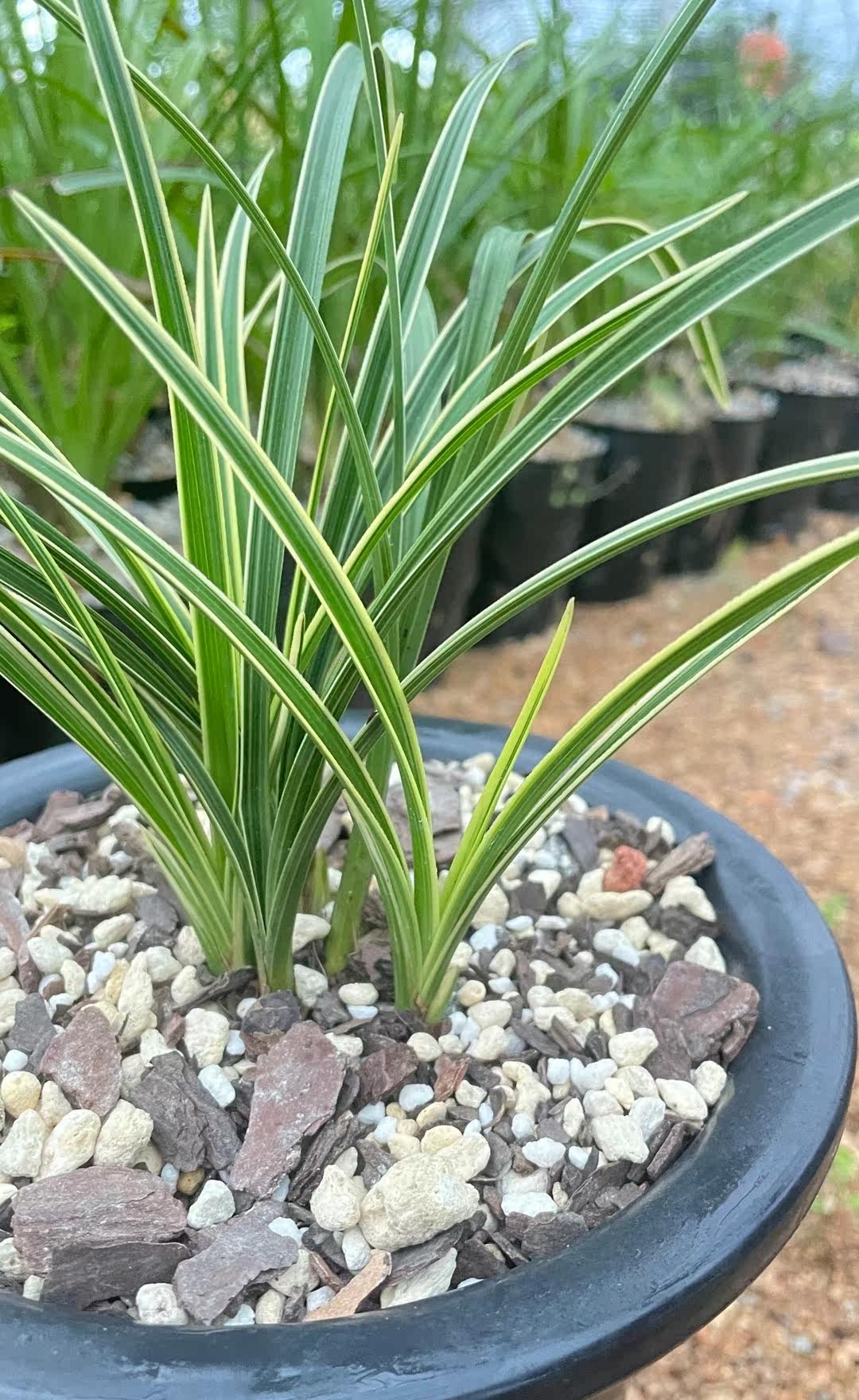 蕙兰边草复轮稿艺金边兰花苗带花苞浓香室内办公阳台绿植盆栽花卉