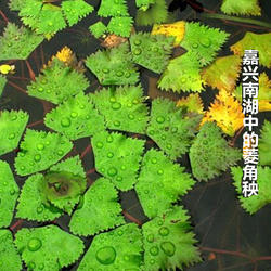 南湖菱种 四角菱种子 红色菱种 非食用哦 嘉兴菱角种子种植菱角苗