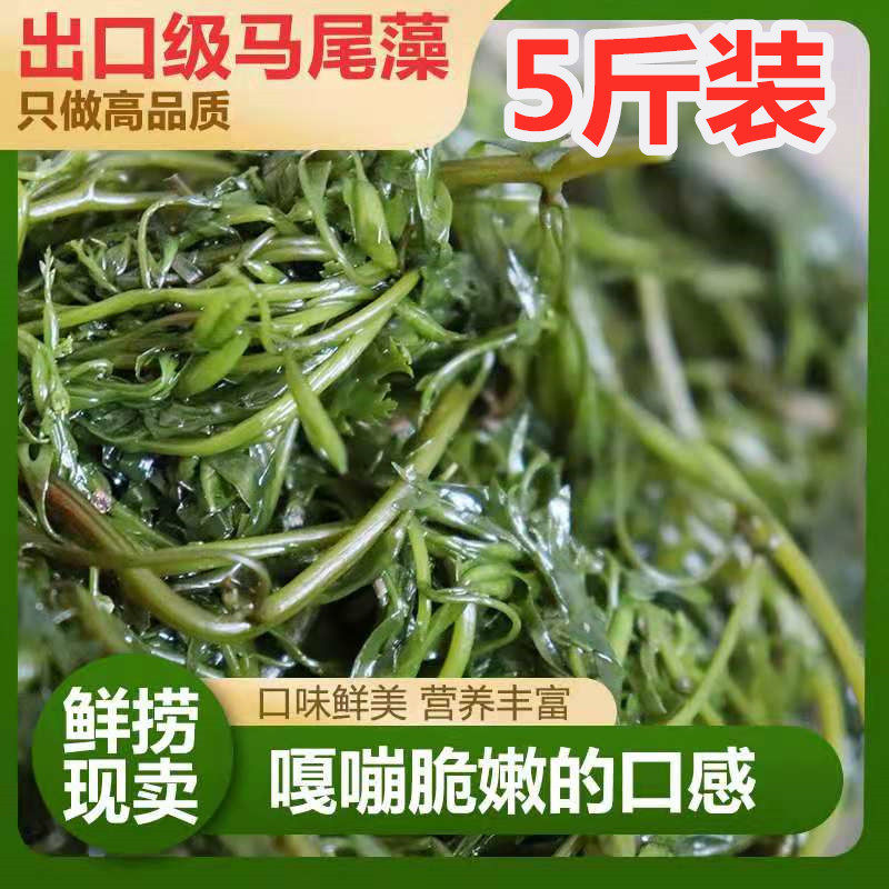 新鲜盐渍马尾藻龙须菜海草长寿菜羊栖菜鞭炮笋海藻凉拌火锅食材