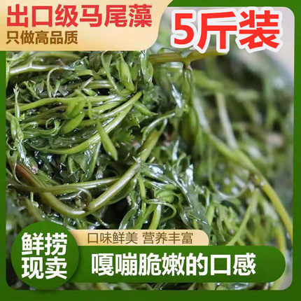 新鲜盐渍马尾藻龙须菜海草长寿菜羊栖菜鞭炮笋海藻凉拌火锅食材