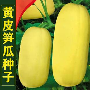 笋瓜种子黄皮笋瓜南瓜白瓜玉瓜角瓜种籽高产春秋季四季吊瓜蔬菜籽