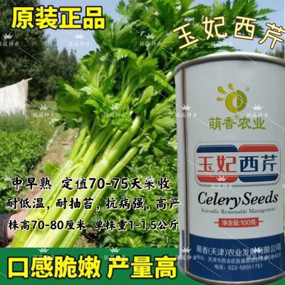 玉妃西芹种子中早熟高产抗病西芹菜种子四季芹菜种籽纤维少黄绿色