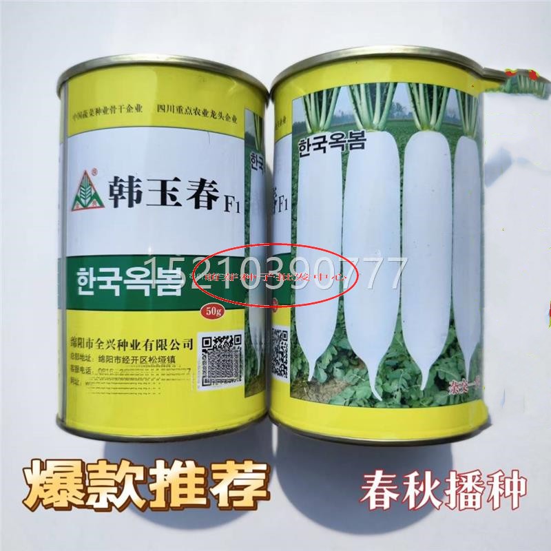雪韩国罗进口韩玉春白萝卜种子早熟耐抽薹OPQ春季秋季种卜籽孑天
