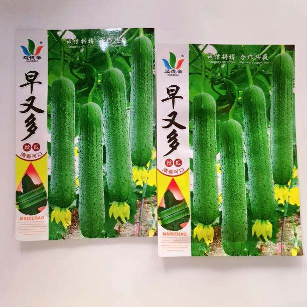 早又多丝瓜种子粗棒早熟肉丝瓜味甜品质佳高产抗病强10克