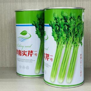 津南实芹一号芹菜种子生长快速适应性广耐低温抽苔晚纤维少口感好