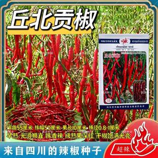 丘北贡椒种子早熟果面光滑顺直辣椒种籽高产抗病大田红尖椒味香辣