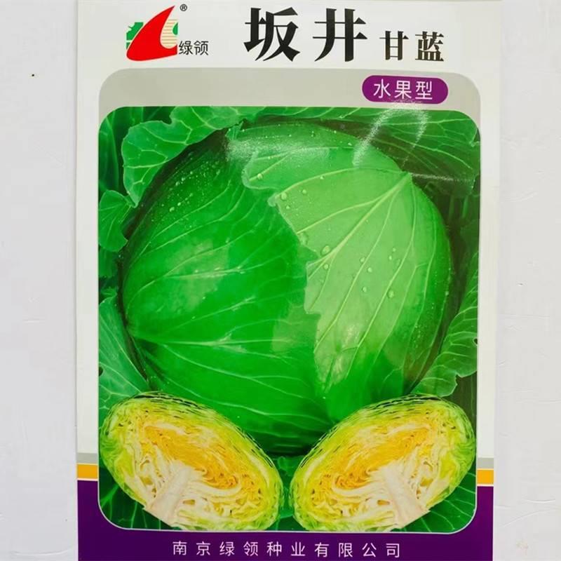 绿抗领实坂井水果甘蓝种子油亮紧OHT大球蔬高产病商品性佳秋季播 - 实物图