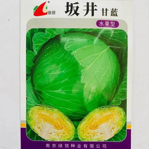 绿抗领实坂井水果甘蓝种子油亮紧OHT大球蔬高产病商品性佳秋季播