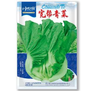 川地特菜寒籽四帮川宽青菜种子大宽耐叶DIT宽帮芥菜高产四季播蔬