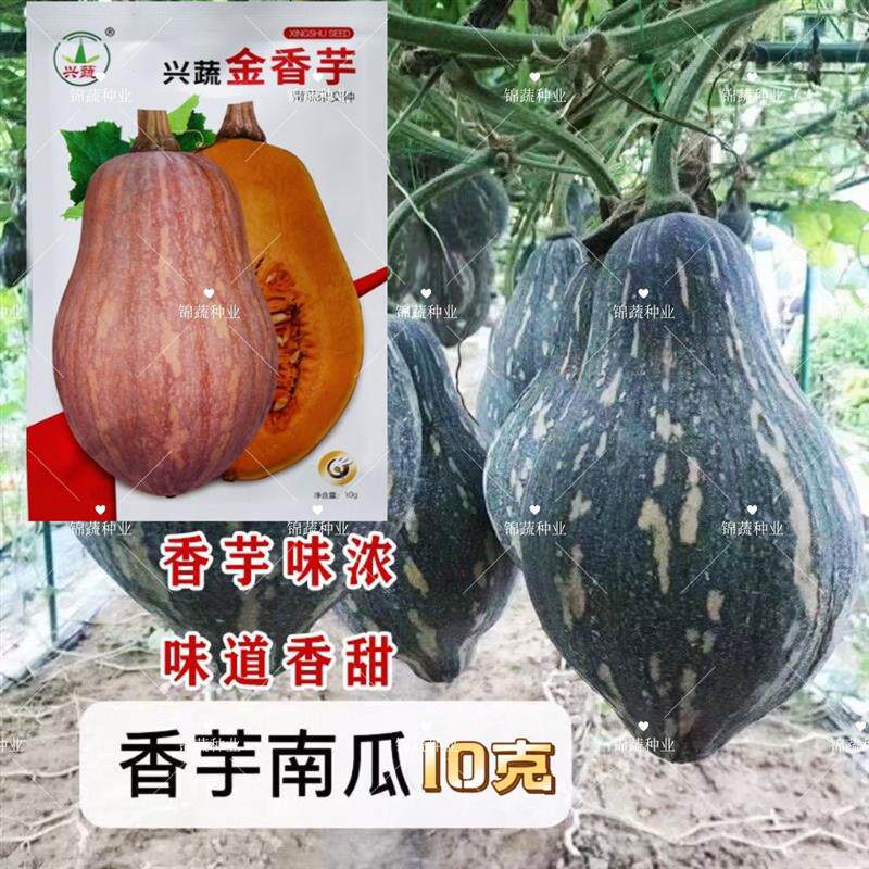 兴蔬金香芋南瓜种子果实橄榄型甜粉面糯味香浓高产香芋南瓜种籽孑