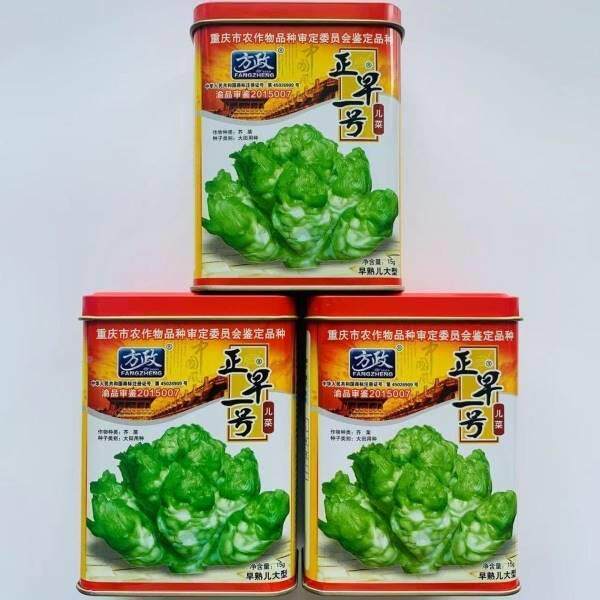 正早一 号儿菜种子 芥菜子娃娃种种子菜抱子芥菜种NYO子大田儿菜