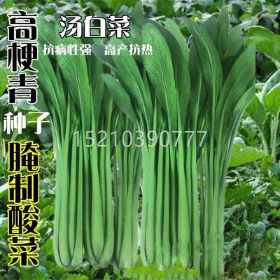 高梗青DQR小白菜子高杆菜种籽种腌制酸菜籽汤鸡白青菜长杆毛菜蔬