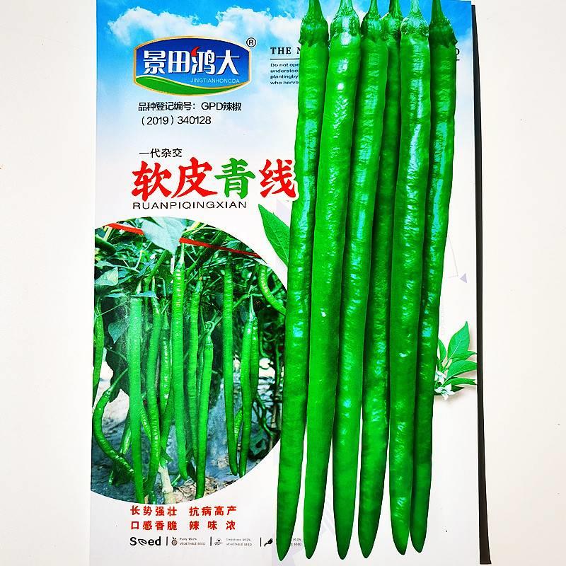 软青线辣种子一代杂直交椒条顺辣FGO味浓皮薄椒肉厚口感香皮采收