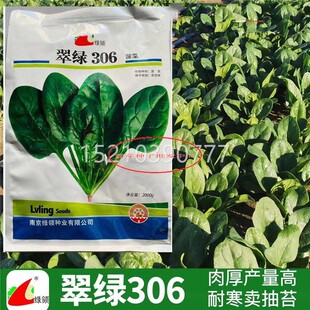 绿领红热翠绿306叶大菠菜种子耐耐寒高产WGI根波菜农家 春夏秋蔬