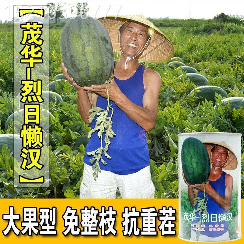 烈日懒汉西瓜种子中早熟耐旱抗裂抗重茬CYV超大果型抗病超甜西瓜