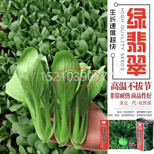 翡翠绿梗州菜种籽高产耐GZR热苏青四季夏季油亮深绿青菜种青油菜