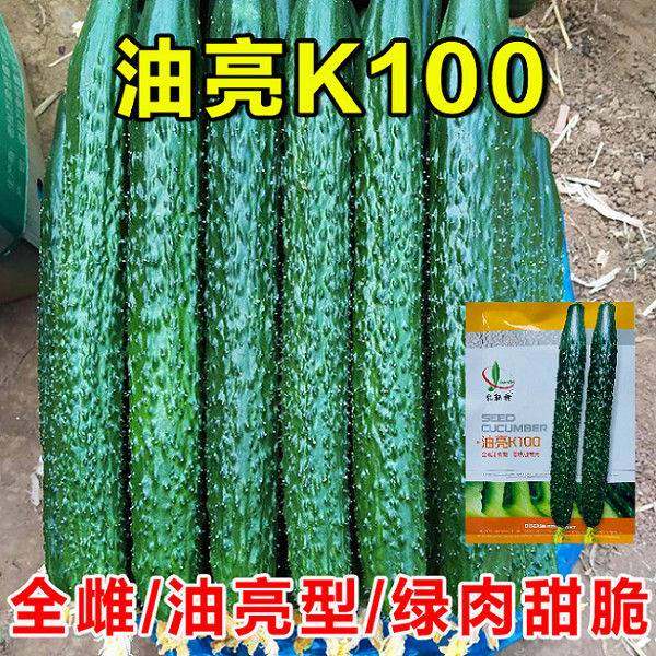 油亮K100强雌油亮型密刺绿肉黄瓜蔬菜种子春秋季夏季青瓜种孑LT