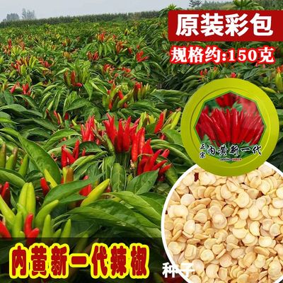 乐农内黄新一代辣椒种子 簇生椒密高辣高产型大田用朝天椒蔬菜孑