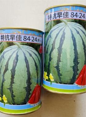 特抗早佳8424西瓜种子早熟麒麟瓜种籽耐运抗病抗高温耐湿皮薄脆甜
