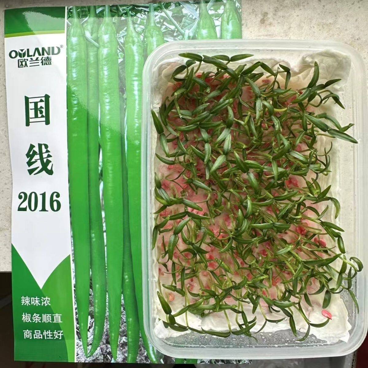 欧兰德国线2016特长线椒辣椒种籽高产早熟顺直香辣长条椒种子