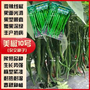合丰美椒10号辣椒种子晚熟鲜食微辣长线椒种籽细长羊角椒蔬菜种子