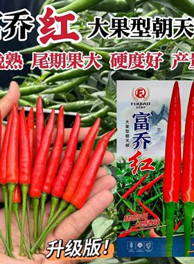 富乔红朝天椒种子大果中晚熟朝天椒种籽种子产量高硬度好尾期果大