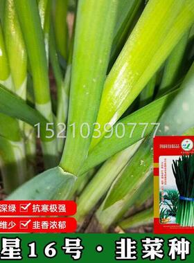 韭菜种子久星16号韭伏菜种子GPH抗抗病抗寒倒产量不易干尖高韭菜