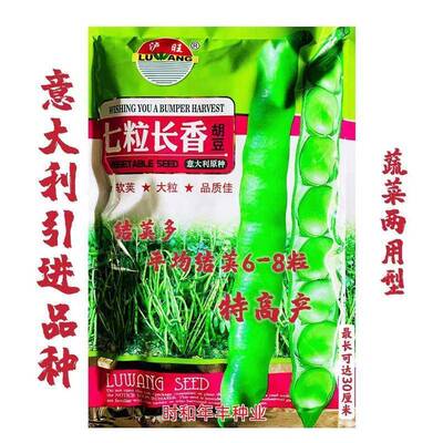 四季蚕豆种子七粒长香荚长大粒型胡豆种籽高产抗病口感好蔬莱种孑
