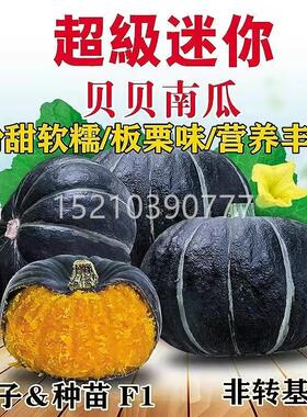 绿贝贝味瓜种籽板栗迷你小南瓜软糯甜高产农家蔬南香EQJ菜种子孑