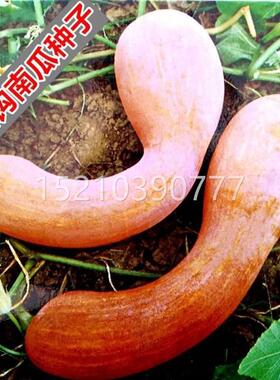 金钩南REQ瓜种 甜面吊瓜面早南黑瓜种籽 盆庭子院阳台栽易种蔬菜