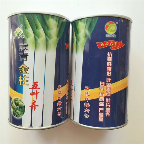 寒青金柱五叶大葱种子白硬白实抗寒叶片深绿整齐铁杆大葱种子基地