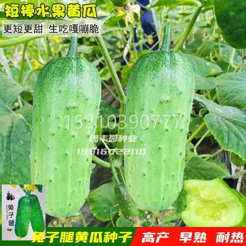 兔子腿黄瓜种子早黄熟高GOV产短把甜脆水果型瓜种籽农家阳台盆栽