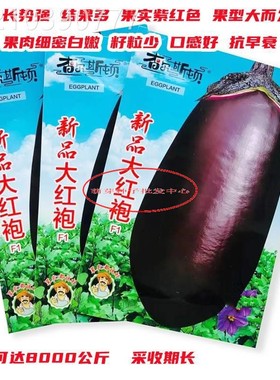 新品大红袍紫色茄子种子抗病早熟杂交一代新品种春夏秋蔬菜种子