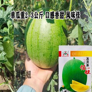 冰淇淋恬妞西瓜种子早熟黄瓤礼品型水果小西瓜皮薄耐贮运西瓜种孑