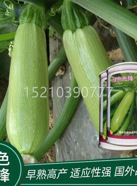 种锋法国引进绿色TIH先F杂早熟西葫芦子交小占瓜高产耐寒瓜果蔬菜