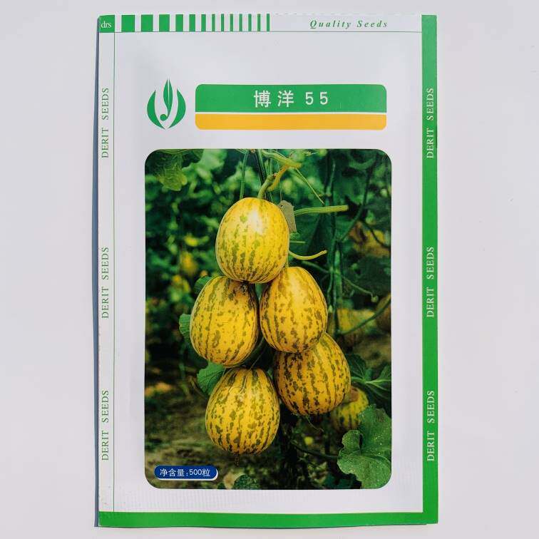 天津德瑞特博洋55甜瓜种子 薄皮黄色甜瓜香瓜种子 脆酥香甜特好吃