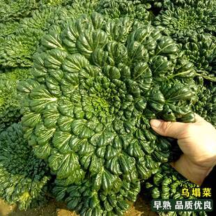 乌塌菜种子上海小八叶塌菜 塌棵菜 塌地松 黑菜 耐寒秋季蔬菜种子