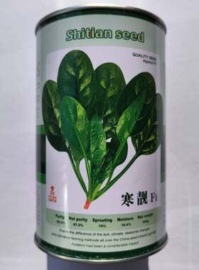 菠菜种子荷兰寒靓菠菜种子杂交一代菠菜种子耐寒耐热抗病菠菜种子