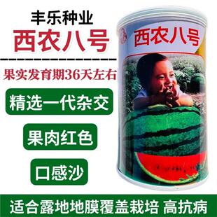 合肥丰乐西农八号西瓜种子中熟花皮大果西瓜种籽椭圆果肉红沙瓤孑