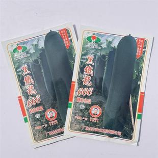 黑铁龙666冬瓜种子炮弹型杂交黑皮铁心冬瓜种籽特大黑亮蔬菜种子