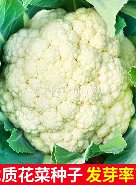 口松KDM花0青梗松花菜种子春花秋早熟盆栽台湾椰菜西兰进花8