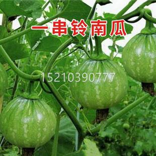 早熟小南瓜CTG种孑一串铃迷南瓜你南瓜种种季籽青瓜高产易四蔬菜