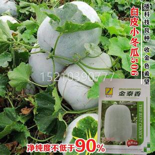 金泰香瓜种瓜子中早种熟冬瓜种籽QQA粉皮冬种子蔬菜子春季高冬产