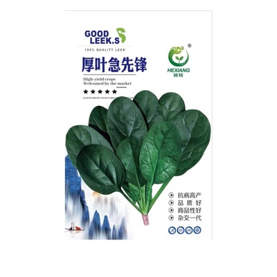 趴厚叶急先锋菠菜种子大叶春秋种籽秋冬季耐寒耐热越冬蔬菜高产LT