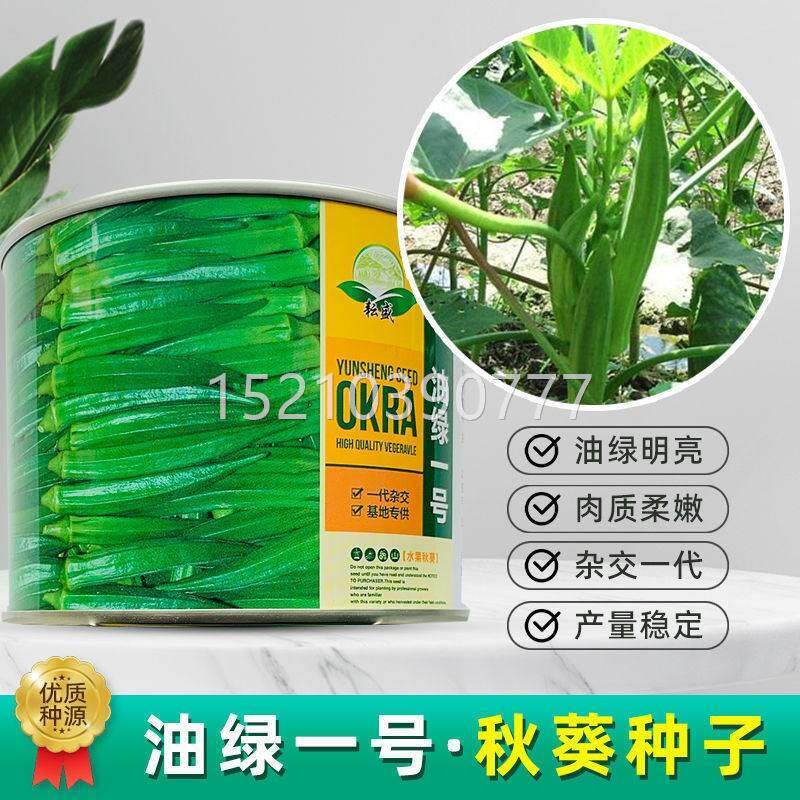 油感绿一号杂代秋葵种子水果秋葵种籽FWV口好产量高一耐高温交大