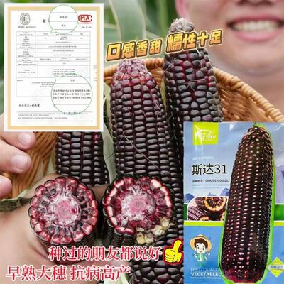 斯达31黑糯玉米种子鲜食甜糯玉米种籽抗病高产南北方春夏秋三季播
