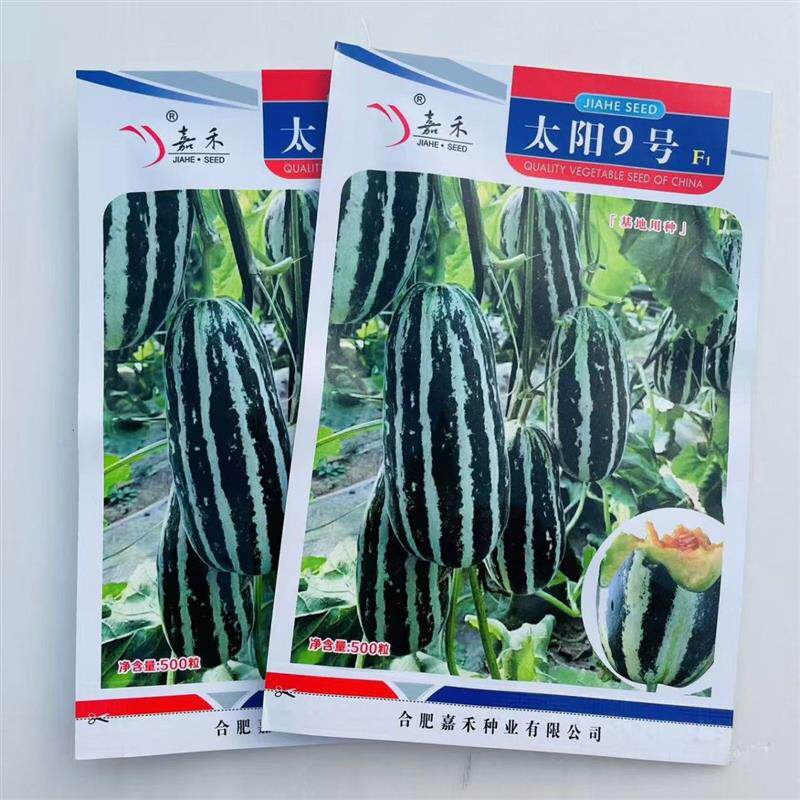 太阳9号甜瓜种子白绿花皮中大果薄皮香瓜种子黄绿色果肉甜脆肉厚