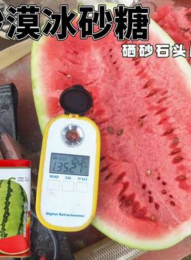 沙漠西瓜冰砂糖硒砂石头西瓜种子 大果西瓜红沙瓤浅绿皮高糖瓜