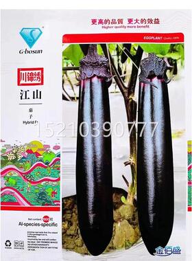 江山QFL超长茄子种子早春熟高产油黑茄子紫色长茄种籽农家秋蔬菜